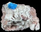 Vibrant Blue Cavansite Cluster on Stilbite - India #45874-1